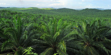 Aceite de batana: ¿estimula el crecimiento del cabello?