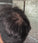 Keratain hair fibers – Medium brown (25 gr)